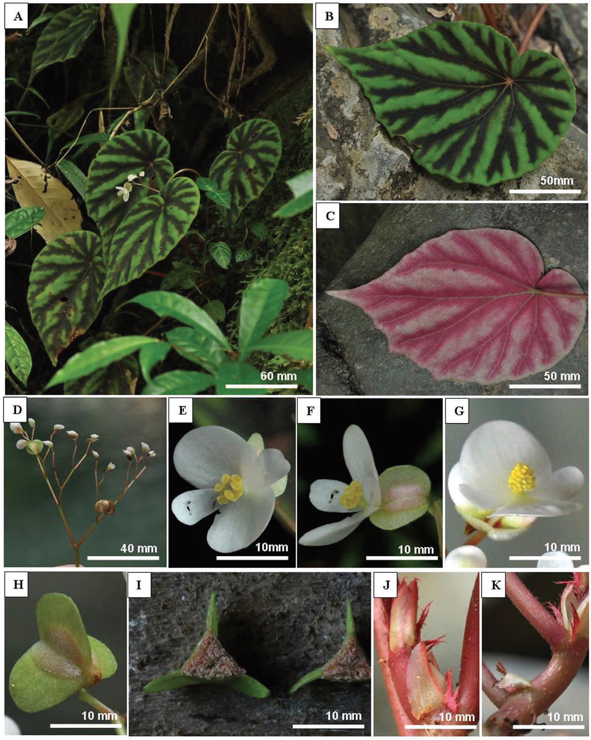 B. titoevangelistae
